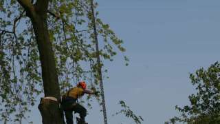 bomen rooien hovenier Hoenderloo Hoenzadriel Hoeve Hoevelaken Hoge Enk Holk Holkerveen Hollenberg Holterhuizen Homoet Hoge-Enk Hoogbroek  Hoogmeien Hoonte Hoorn Hoornerveen Hoorzik Horssen Horst Horsthoek